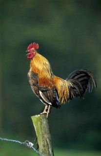 Cock crowing on fence along field
