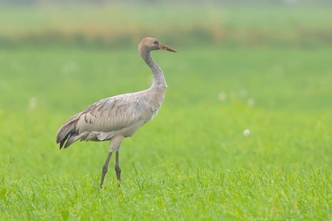 Crane, common crane (Grus grus) young bird, wildlife, standing in a meadow in autumn, birds,