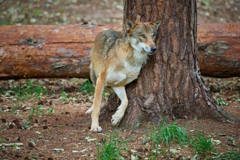 European gray wolf (Canis lupus), scratching on tree in forest, Germany, Europe