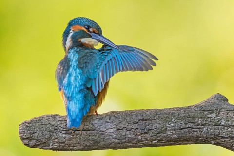 Common kingfisher (Alcedo atthis) juvenile, male, flapping his wings, plumage care, Middle Elbe