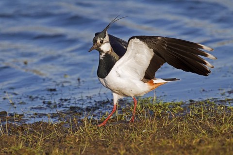 Northern Lapwing (Vanellus vanellus) foraging on lake shore, Germany, Europe