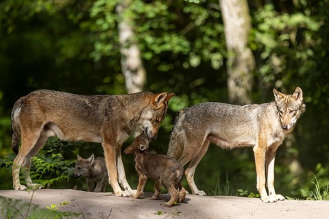 European wolf alpha gray wolves (Canis lupus) with pups, Germany, Europe