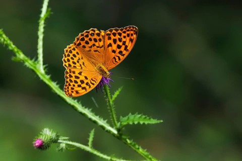 Silver-washed fritillary (Argynnis paphia), male, on flower of creeping thistle (Cirsium arvense),