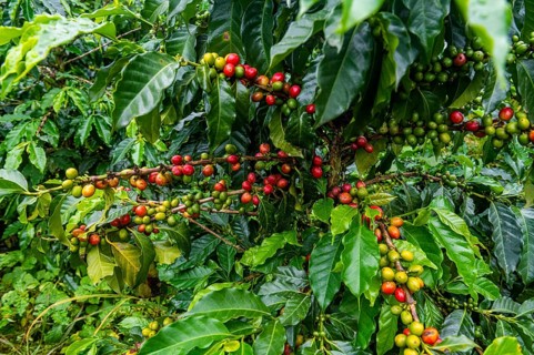 Coffee bushes and beans, Coffee farm Hacienda Venecia, Zona Cafetera, Colombia, South America