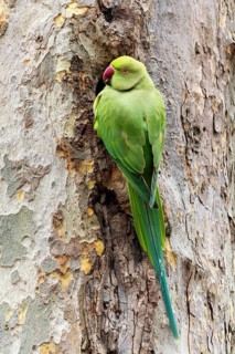 Rose-ringed parakeet (Psittacula krameri) on a tree, wildlife, Germany, Europe