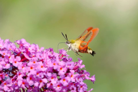 Bumblebee hawk moth (Hemaris fuciformes), in flight the bumblebee hawk moth sucks nectar on summer