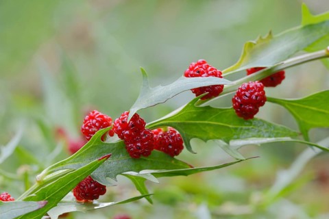 Leafy goosefoot (Blitum virgatum), fruit, Germany, Europe
