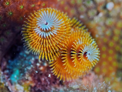Yellow Christmas tree worm (Spirobranchus giganteus), dive site John Pennekamp Coral Reef State