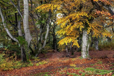 Old copper beeches (Fagus sylvatica) in the Hutewald Halloh, Hesse, Lower Saxony