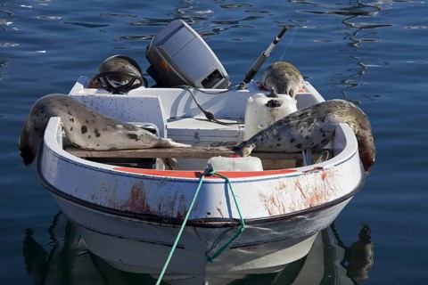 Shot Harp seals (Phoca groenlandica) in Inuit hunter's motorboat, Uummannaq, North-Greenland,