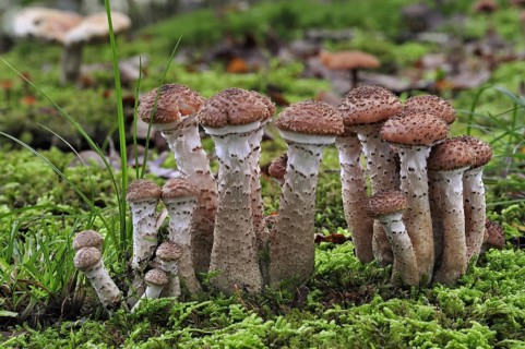 Dark honey fungus (Armillaria solidipes) (Armillaria ostoyae) growing amongst moss on forest floor