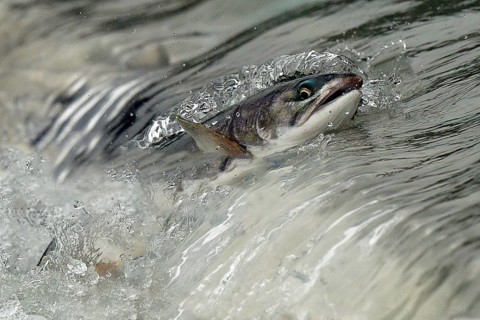 Pink salmon (Oncorhynchus gorbuscha) jumping up a waterfall on their way to spawning grounds,