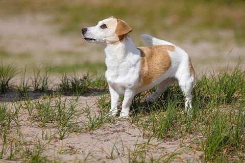 Dog, Jack Russell Terrier, Dog breed, Domestic dog (Canis lupus familiaris), Portrait,