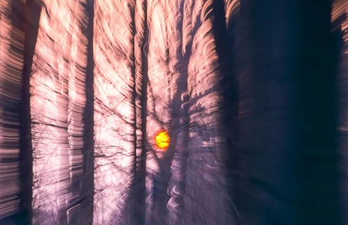 Deciduous forest in winter abstract, copper beeches (Fagus sylvatica) in December, red sun shortly