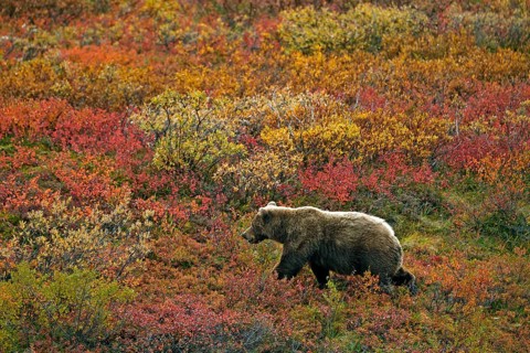 Grizzly bear (Ursus arctos horribilis) striding across the autumn-coloured tundra with a view of