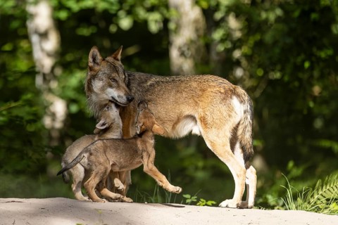 European gray wolf (Canis lupus) alpha wolf with pups, Germany, Europe