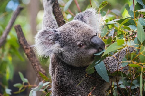Koala (Phascolarctos cinereus), Lone Pine sanctuary, Brisbane, Queensland, Australia, Oceania