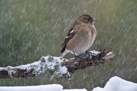 Common chaffinch (Fringilla coelebs) female with fluffed out feathers perched on branch during snow