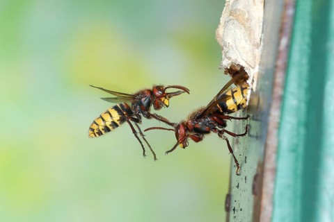 European hornets (Vespa crabro) approaching the nest in a bird nest box, in flight, highspeed