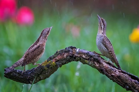 Eurasian wryneck (Jynx torquilla) pair, male and female mating in the rain, woodpecker, biosphere