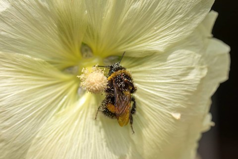 Bumblebee (Bombus) in a hollyhock flower (Alcea rosea) covered with pollen, Bavaria, Germany,