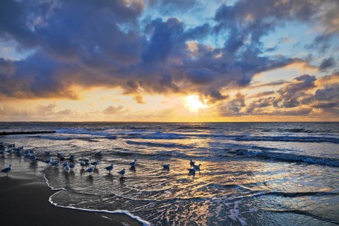 Outgoing tidal fringe in the mudflat landscape with setting sun and seagulls, Norderney Island,
