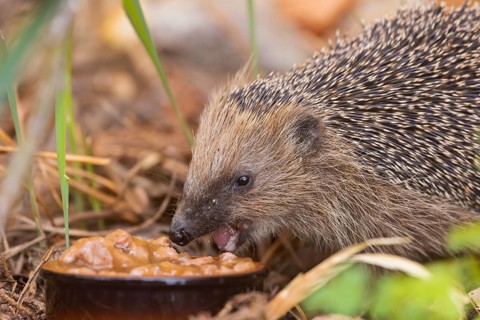 A young hedgehog just woken up from hibernation, having its first meal. Here it was fed with cat