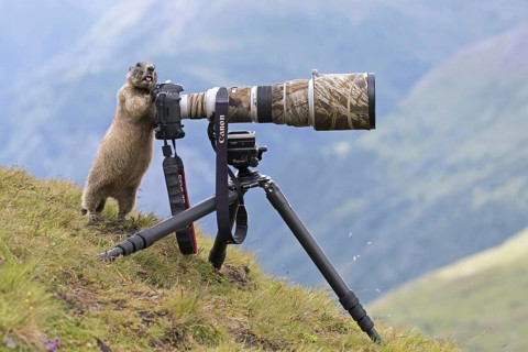 Curious Alpine marmot (Marmota marmota) behind wildlife photographer's Canon camera with large
