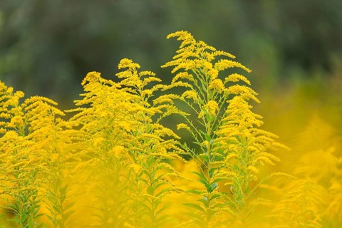 Canada goldenrod (Solidago canadensis), composite plants (Asteraceae), Rulfingen, Mengen, Upper
