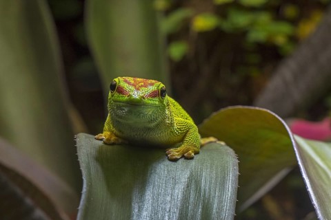 Madagascar day gecko (Phelsuma madagascariensis madagascariensis), diurnal species of gecko native