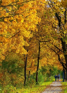 Autumn time, federal road B 96 to Schildow, Berlin, Germany, Europe