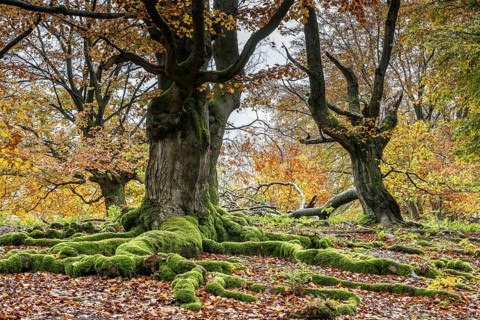 Old copper beeches (Fagus sylvatica) in the Hutewald Halloh, Hesse, Lower Saxony