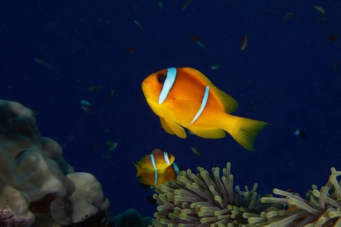 Red sea clownfish (Amphiprion bicinctus), Dangerous Reef dive site, St Johns Reef, Saint Johns, Red