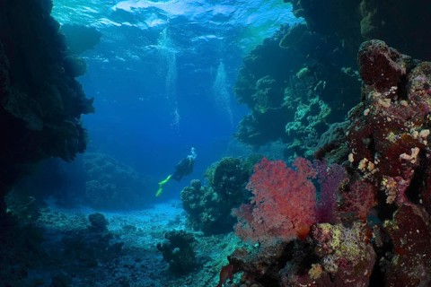 Hemprich's tree coral (Dendronephthya hemprichi), in a cave, divers in the background. Dive site St