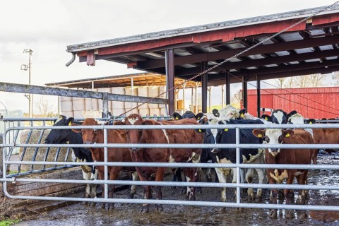 Cattle behind a gate at a farm, Sweden, Europe