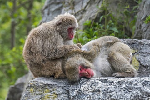 Female Japanese macaque (Macaca fuscata), snow monkey grooming male for ticks, native to Japan
