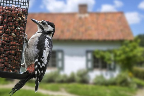 Great spotted woodpecker (Dendrocopos major) juvenile male eating peanuts from bird feeder,