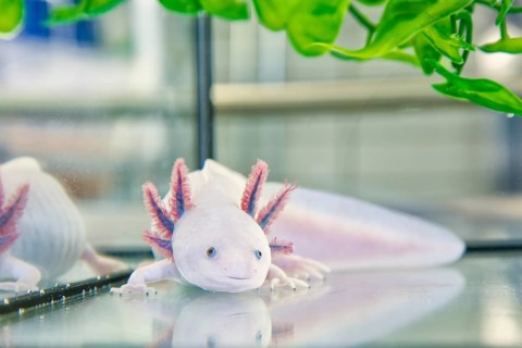 Leucistic axolotl in the CRTD Dresden