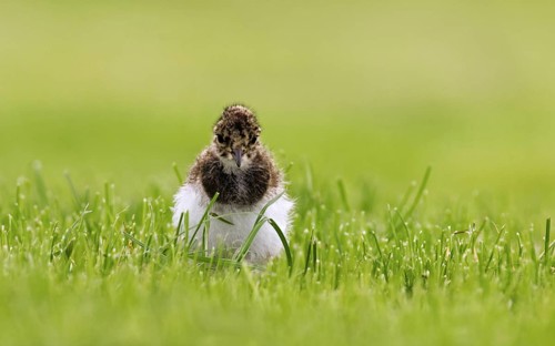 Northern Lapwing (Vanellus vanellus) chick in meadow