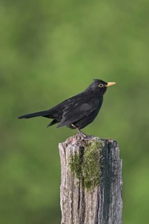 Eurasian blackbird (Turdus merula), common blackbird male perched on weathered wooden fence pole