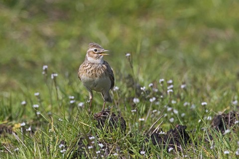 Eurasian skylark (Alauda arvensis) calling, singing in field, meadow in spring