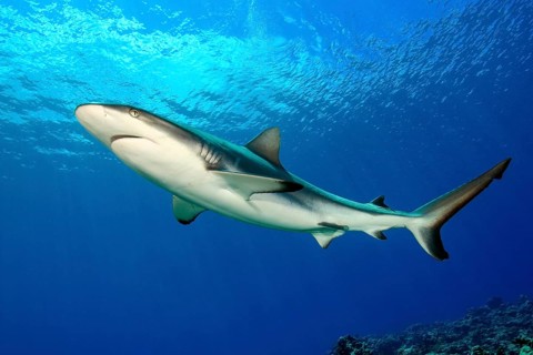 Large female grey reef shark (Carcharhinus amblyrhynchos) Shark swimming in backlight under water