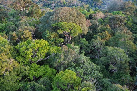 View over the canopy of the Adolpho Ducke Forest Reserve, Manaus, Amazonia State, Brazil, South