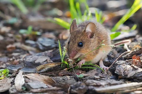 Wood mouse (Apodemus sylvaticus) foraging, Hesse, Germany, Europe