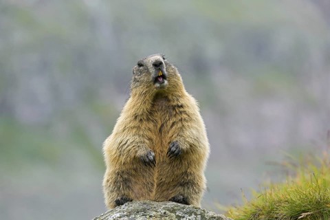 Alarmed Alpine marmot (Marmota marmota) standing up and calling from rock in the mountains, Hohe