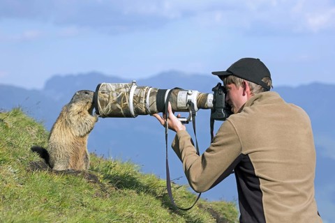 Wildlife photographer taking pictures of tame Alpine marmot (Marmota marmota) with long telephoto
