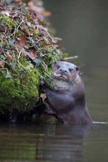 European otter (Lutra lutra) adult by a river bank, Norfolk, England, United Kingdom, Europe