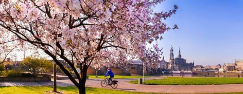 Spring on the Königsufer in Dresden
