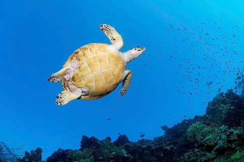 Hawksbill sea turtle (Eretmochelys imbricata) from below on coral reef, Great Barrier Reef, UNESCO