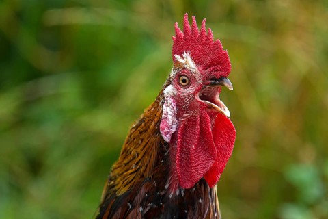 Crowing cock (gallus domesticus), in the grass, close up, Mecklenburg-Western Pomerania, Germany,